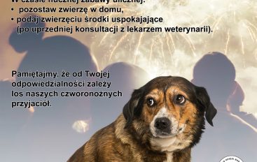 Apel o zabezpieczenie zwierząt domowych w noc sylwestrową