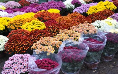 Pomoc dla sprzedawców i producentów kwiatów w związku z zamknięciem cmentarzy