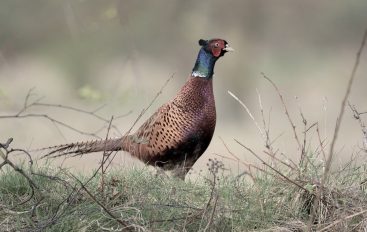 Bażanty jako nagroda dla myśliwych z koła Ślęża