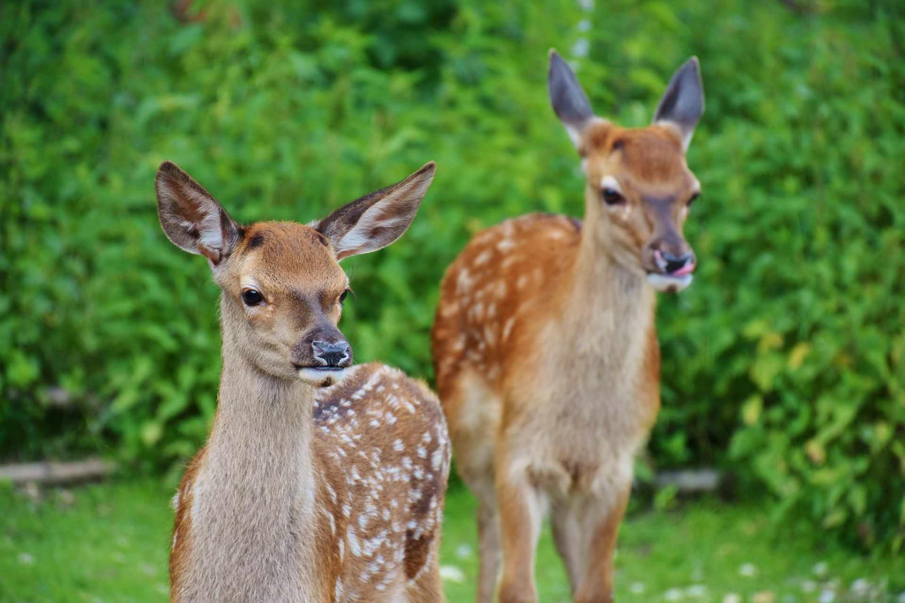 Informacja - natura tętni życiem